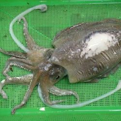 紋甲いかゲット！